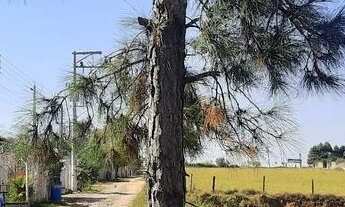 Imagem: Vendo terreno de mil metros em Araçoiaba