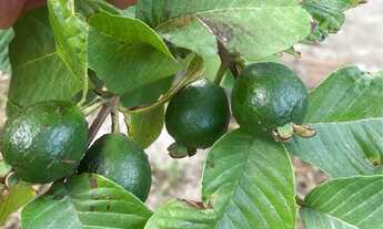 Imagem 3: Vendo casa no parque soledade