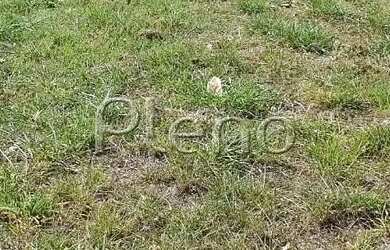 Imagem 3: Terreno à venda em Paulínia, João Aranha, com 300 m², Residencial Aurora