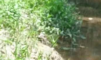 Imagem 7: SITIO ACORIZAL MT