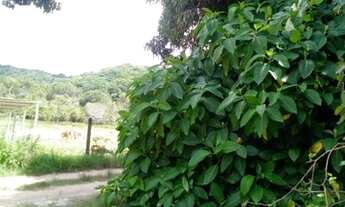 Imagem 5: São Miguel dos Milagres -AL