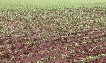 Imagem 6: Espetacular e Produtiva Fazenda 13.000 ha, em Canarana - MT