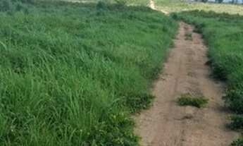 Imagem 6: Fazenda no sul Piauí para pecuária com 6 mil hectares, 2.500 hectares em pasto!