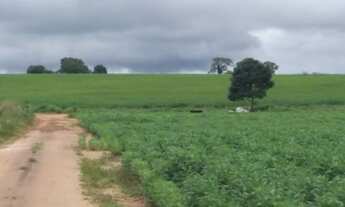 Imagem 4: FAZENDA DE SOJA EM GRAJAÚ