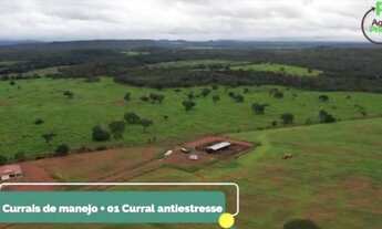 Imagem 6: Fazenda em Goiatins. 73 mil por alqueire