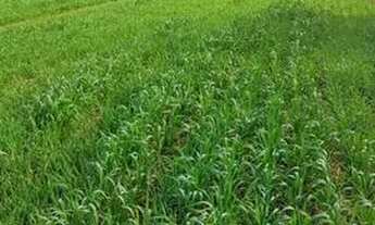 Imagem 2: Sitio de 5 alqueiro planta 4 regiao de Asai-pr