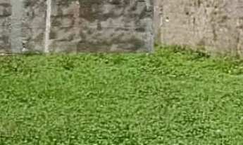 Imagem: Lote com 245M² no Matapoã no Bairro Mosqueiro