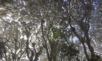 Imagem 6: 6800 mts com ribeirão.casa pitoresca 100 mil reais estudo próposta