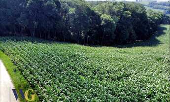 Imagem 6: Terreno Rural para Venda em Campo Largo, Colônia Balbino Cunha