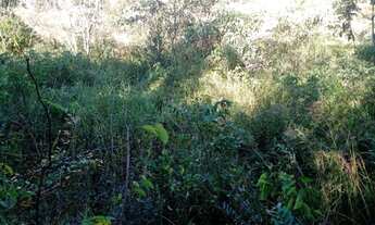 Imagem 7: Terreno 29ha, terra boa e quase todo formado em branquearão, Baldim