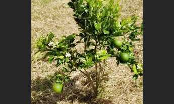 Imagem 6: Sítio em Salgado/SE