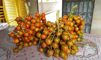 Imagem 2: Sítio no Janauary com Plantações, árvores frutíferas e lago privativo