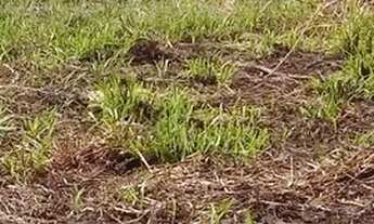 Imagem 3: Terreno Terreno / lote com venda por R$90.000