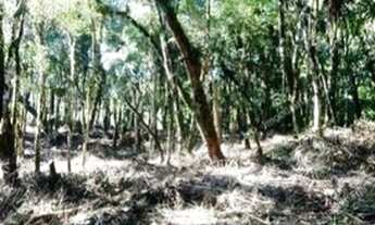 Imagem 7: Excelente Chácara Sem Benfeitorias