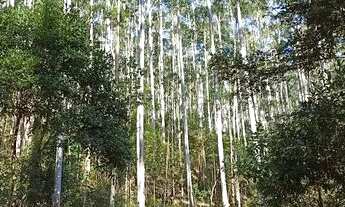 Imagem 4: Roça de eucalipto. 7 mil quadrados de madeira