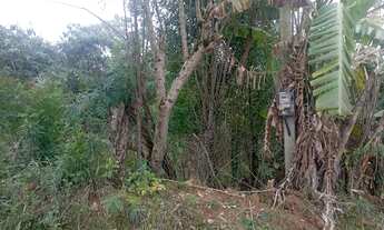 Imagem 4: Chacrinha em Mandirituba