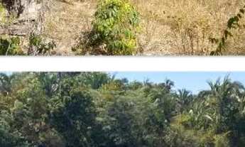 Imagem 2: Fazenda 2.385 alqueires em Mirassol doeste com 2.000 alq abertos 70 milhoes.MT
