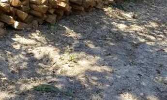 Imagem 5: Fazenda 2.385 alqueires em Mirassol doeste com 2.000 alq abertos 70 milhoes.MT