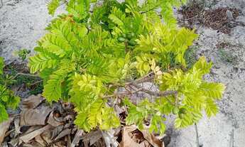 Imagem 3: Terreno no Angelin , PV santo amaro . 20×45