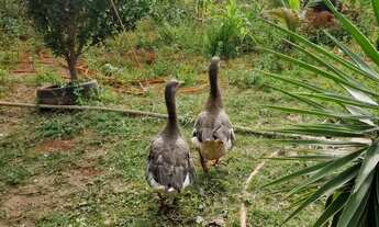 Imagem 5: Mini chacara linda