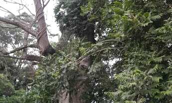 Imagem 3: Sítio em Município de Angatuba - Nunes - Angatuba/SP