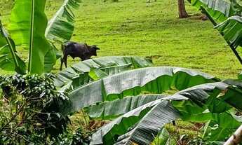 Imagem 3: Terreno com duas casas dentro, 86713 metros quadrados em Divino São Lourenço- ES