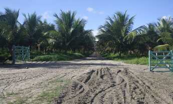 Imagem 5: Fazenda de coqueiros irrigados com 40 hectáres - R$4.000.000,00 whatsapp:9.9416.1934