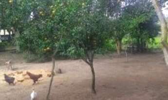 Imagem 7: Lindo sítio 1.800m2, c/ linda casa e sombra