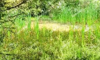 Imagem 2: Excelente Chácara