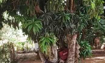 Imagem 6: Vendo ótima chácara no núcleo rural cariru no Paranoá DF