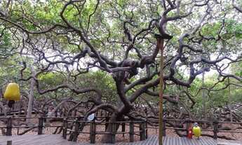 Imagem: Temporada Flat - Ponta Negra/RN