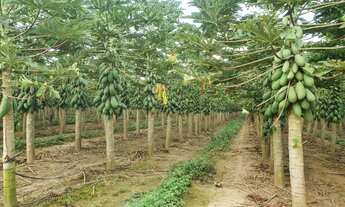 Imagem 5: Fazenda de Laranja