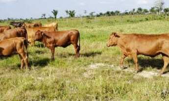 Imagem 3: FAZENDA NO MARANHÃO 11.950 HECTARES