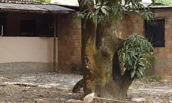 Imagem: Lote com casa no São Benedito