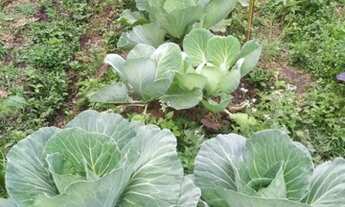 Imagem 3: Excelente chácara a venda em Delfim Moreira sul de Minas Gerais