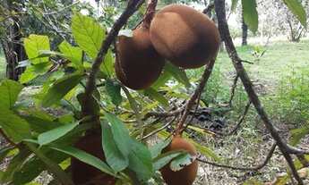 Imagem 4: Sítio no Janauary com Plantações, árvores frutíferas e lago privativo