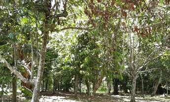 Imagem 5: Sítio no Janauary com Plantações, árvores frutíferas e lago privativo