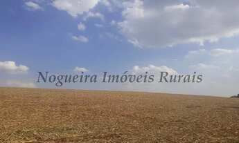 Imagem 2: Fazenda com 41 alqueires (Nogueira Imóveis Rurais