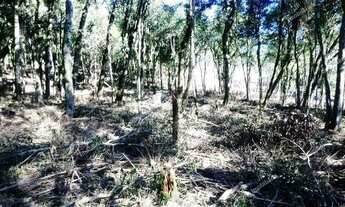 Imagem 6: Excelente Chácara Sem Benfeitorias