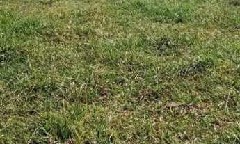 Imagem 5: 2 Alqueires sem benfeitoria com energia trifásica em Prof. Jamilrifasica