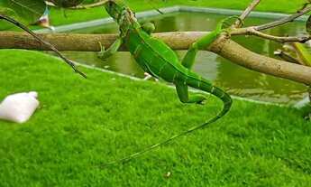 Imagem 5: Rancho 1.600 m2, melhor localização de Alagoinhas/Aramari, Bosque Verde