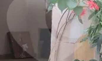 Imagem 4: Casa térrea com 3 quartos à venda ou para locação em Saúde - SP