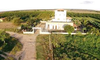 Imagem 6: Fazenda de Laranja