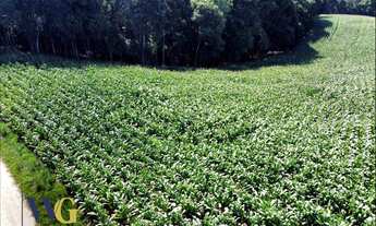 Imagem 7: Terreno Rural para Venda em Campo Largo, Colônia Balbino Cunha