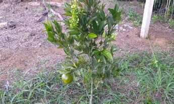 Imagem 6: Chácara à venda em Boa vista, Contenda cod:840