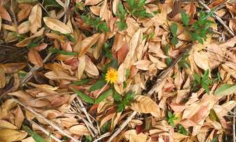 Imagem 7: Lotes especiais de 1000m2 no km 6 em Itacaré