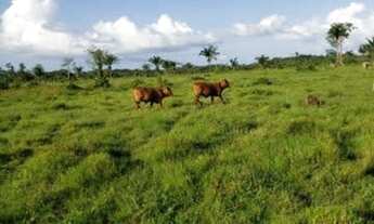 Imagem 6: FAZENDA NO MARANHÃO 11.950 HECTARES
