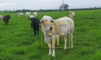 Imagem 2: Fazenda 915 Alqueires, Divinópolis do Tocantins, TO