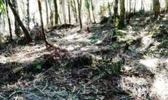 Imagem 3: Excelente Chácara Sem Benfeitorias