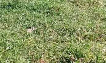 Imagem 3: 2 Alqueires sem benfeitoria com energia trifásica em Prof. Jamilrifasica